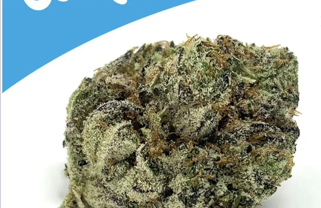 Gelato 33 Strain