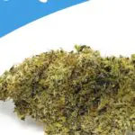 Crystal Gelato Weed