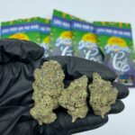 Where to Purchase Smarties Marijuana 