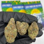 Zkittlez Marijuana Strain