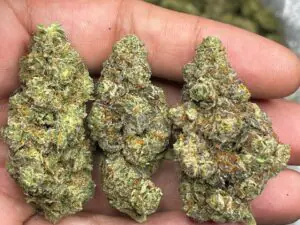 skittles marijuana