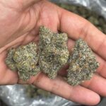 Runtz strain for sale