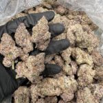 Oreoz Marijuana Strain