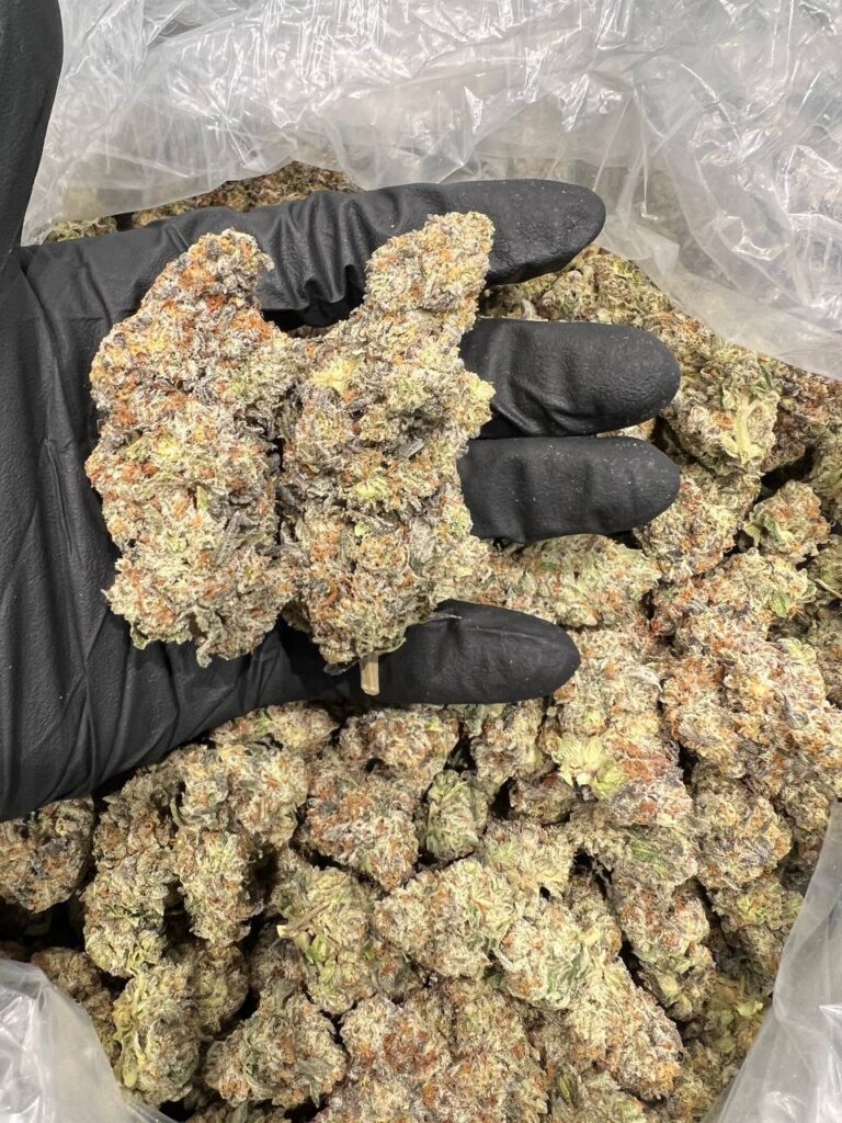 Buy Oreoz Marijuana Strain