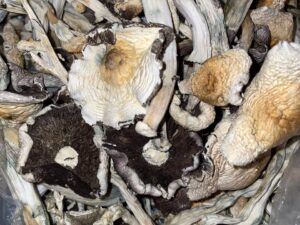 Legalized Mushrooms Shop in US