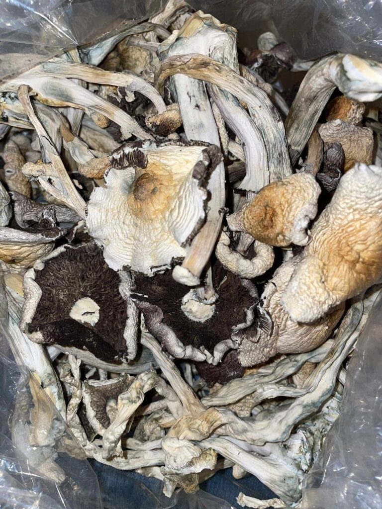 Legalized Mushrooms Shop in US