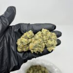 Kush Mintz x ICC