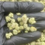 Indoor Plat Smalls