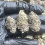 Where's Best to Buy Pink Runtz Seeds Online