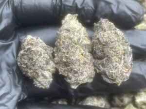 Where's Best to Buy Pink Runtz Seeds Online