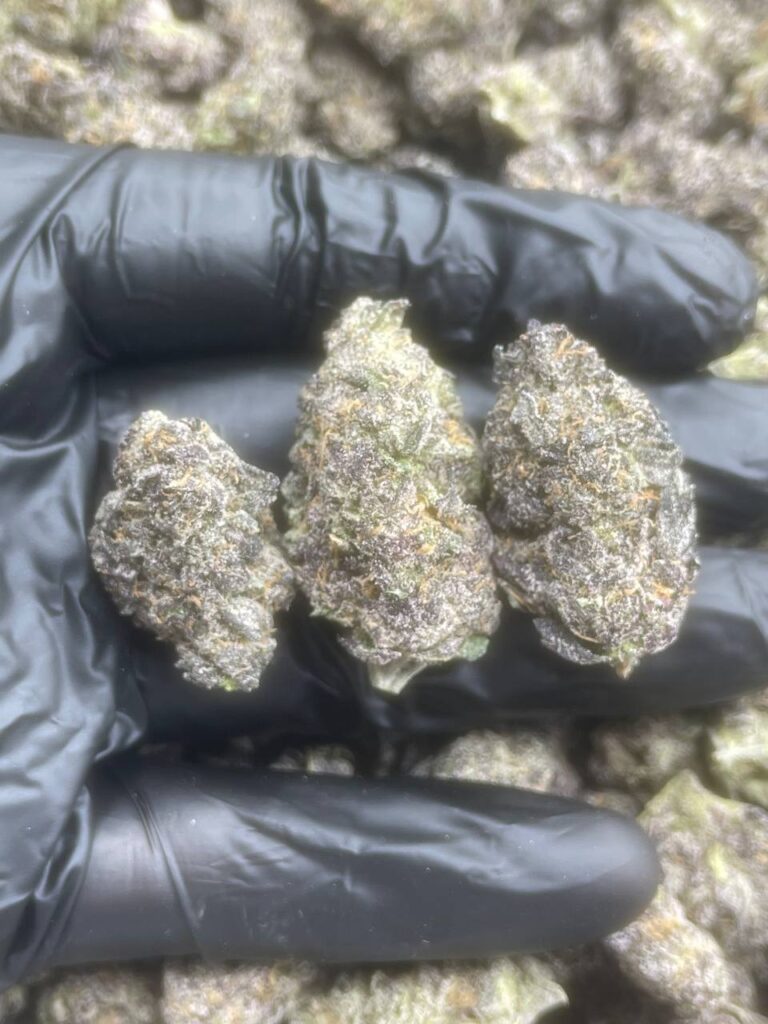 Where's Best to Buy Pink Runtz Seeds Online