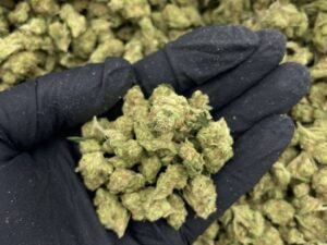 Papaya Cake Strain