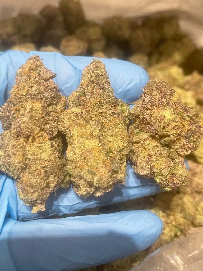 Biscotti X Sherbert