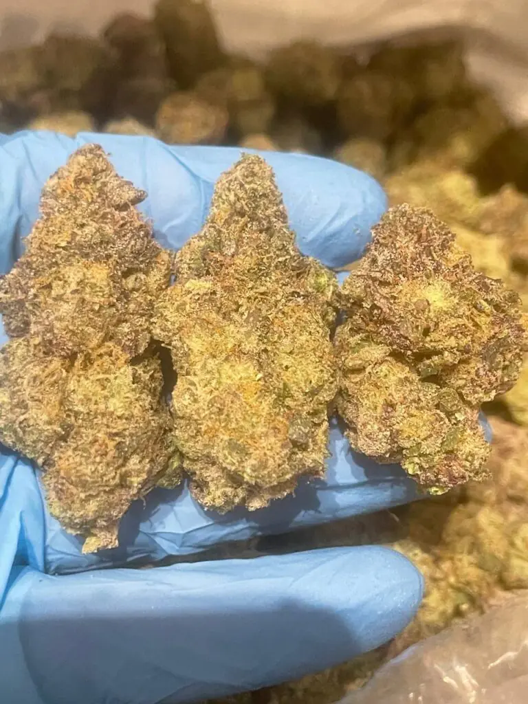 Biscotti X Sherbert