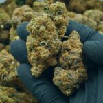 Thin Mint Cookies For Sale