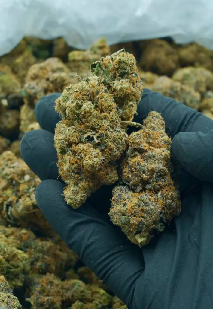 Thin Mint Cookies For Sale