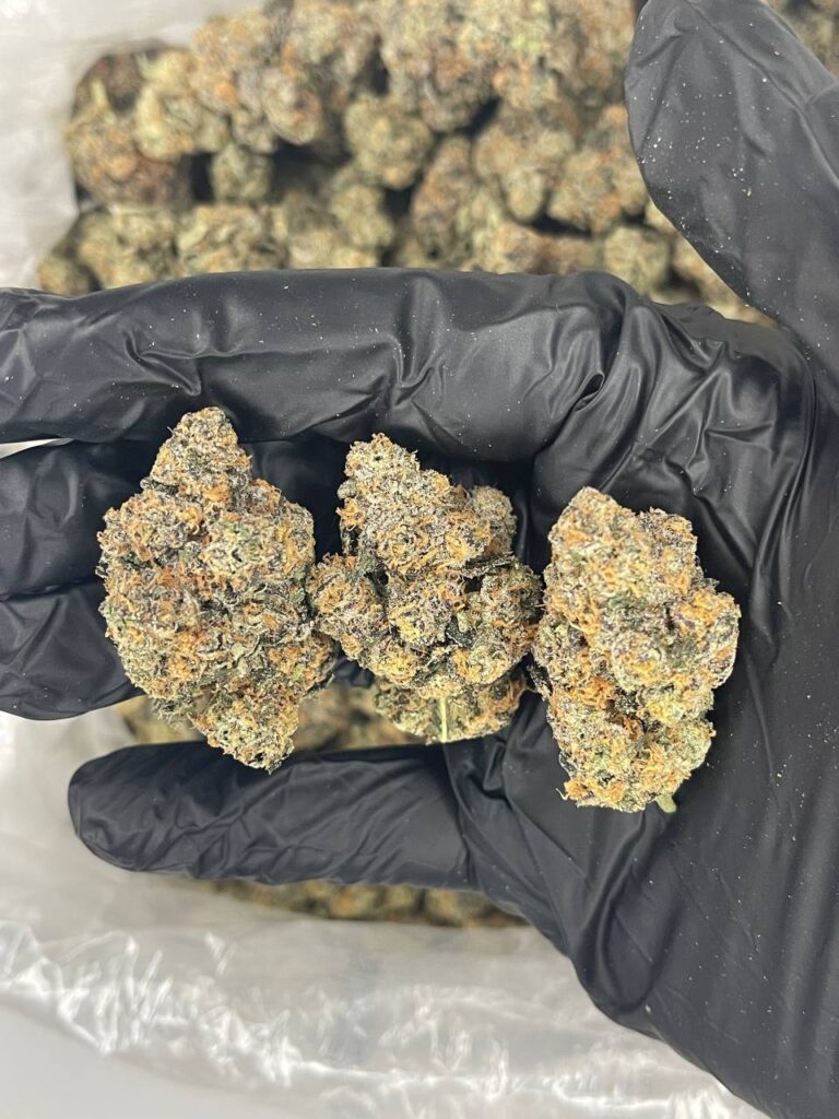 Buy Gary Payton Buds online