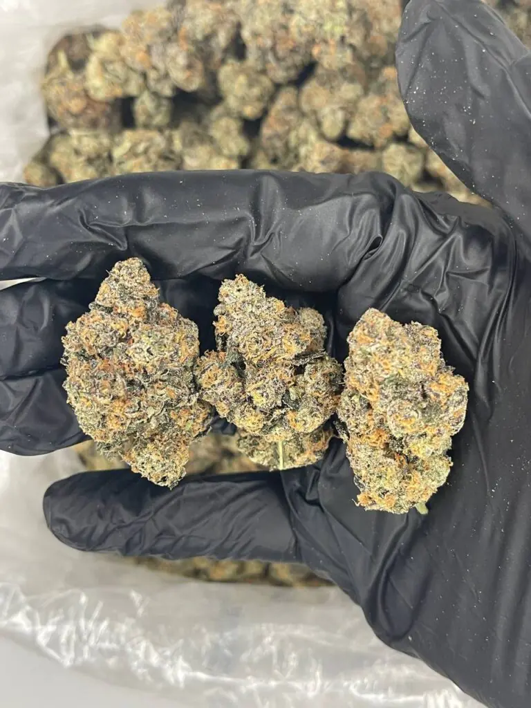 Buy Gary Payton Buds online