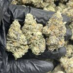 House Exotics Mint Strain