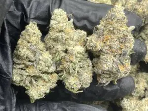 House Exotics Mint Strain