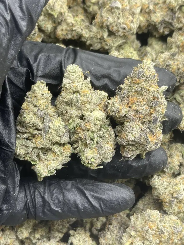 House Exotics Mint Strain
