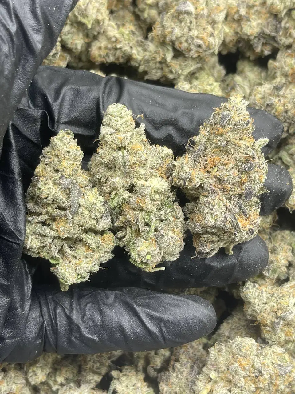 IMG_20220427_143948_681 House Exotics Mint Strain