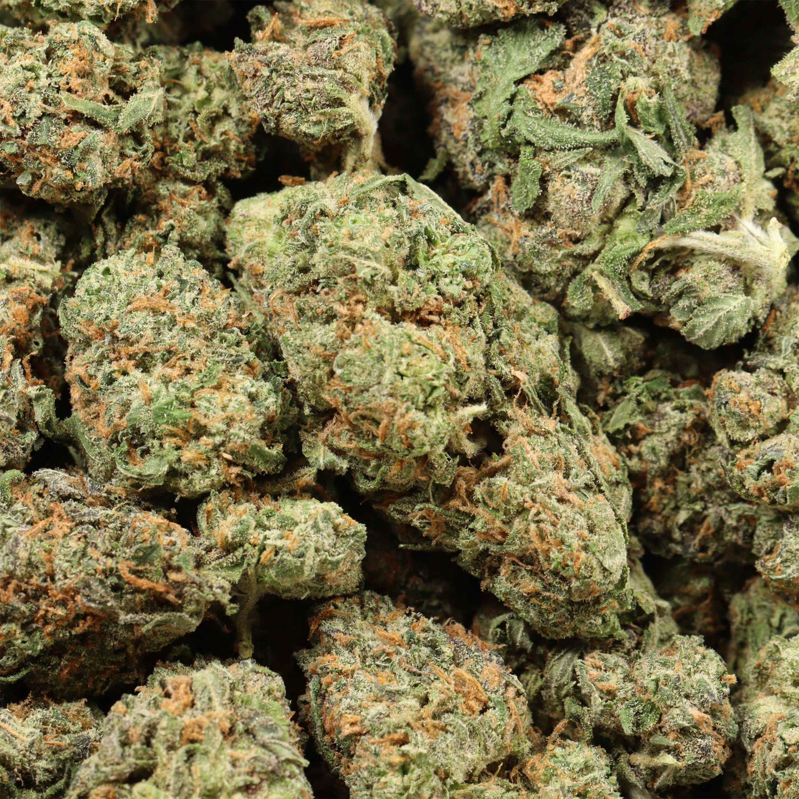 Atomic Bomb Hybrid Strain Premium Hybrid Online For Sale - Imagen 2