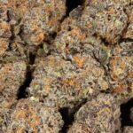 Trunk Funks AAAA+ Indica Craft Premium Hybrid Online For Sale