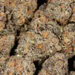 Temptation AAAA+ Indica Craft Premium Hybrid Online For Sale - Image 2
