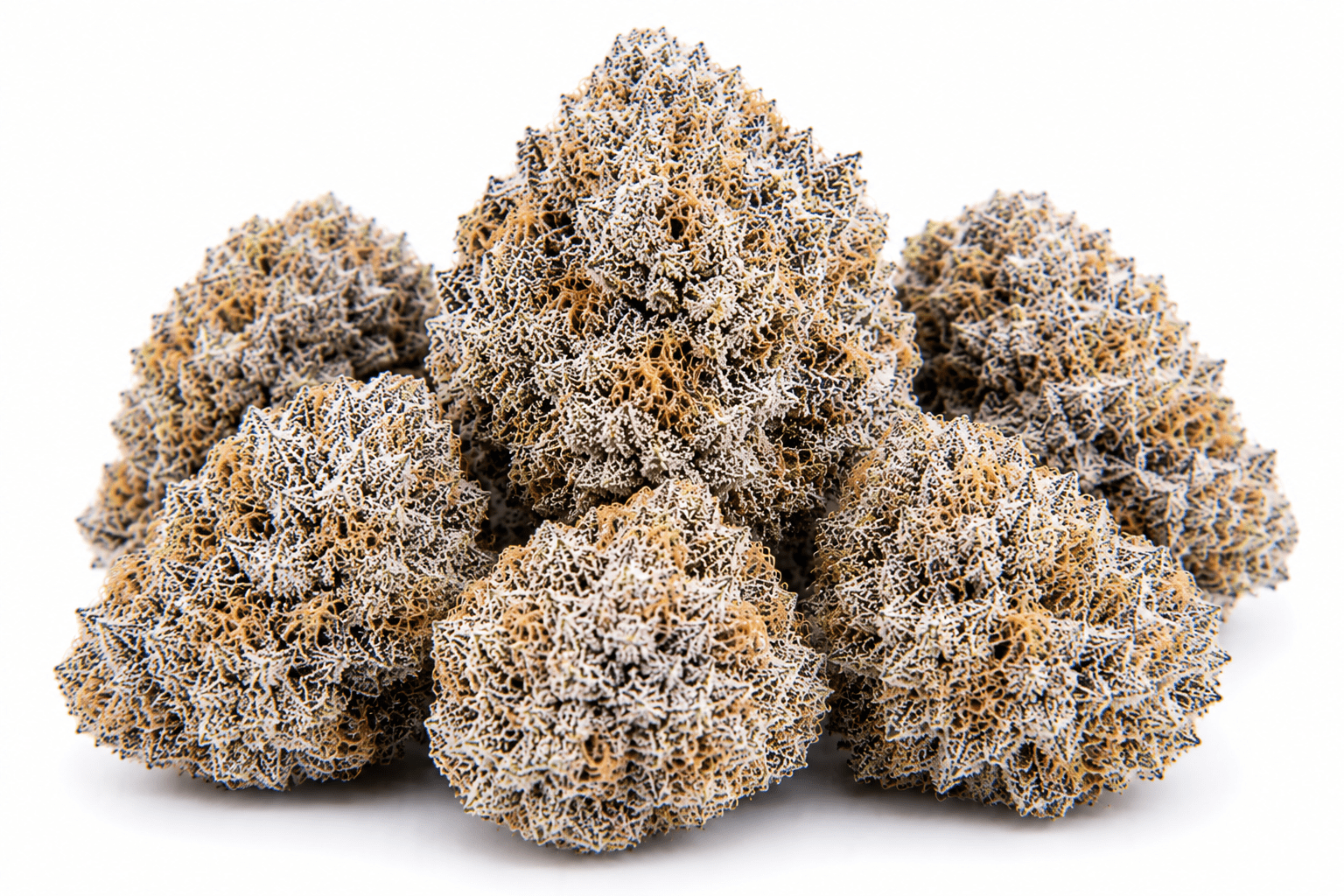cereal-milk-strain.png Cereal Milk Strain - Image 1