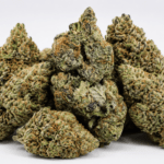 Jet Fuel Strain