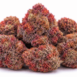 Red Runtz Strain