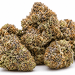 RS11 Strain